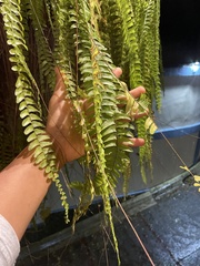 Nephrolepis exaltata