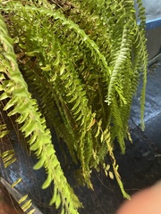 Nephrolepis exaltata