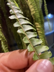 Nephrolepis exaltata