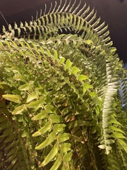 Nephrolepis exaltata