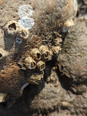 Amphibalanus improvisus