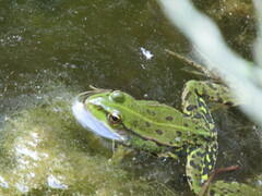 Pelophylax lessonae