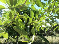 Ficus insipida