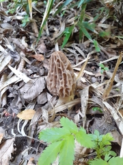 Morchella esculenta