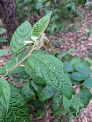 Solanum stelligerum