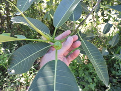 Ficus insipida