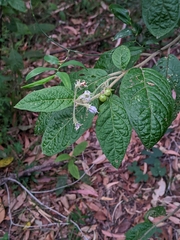 Solanum stelligerum