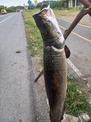 Arapaima gigas