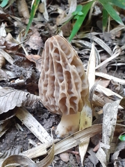 Morchella esculenta