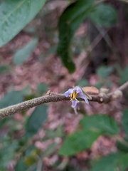 Solanum stelligerum
