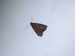 Anomis illita