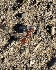 Pogonomyrmex occidentalis