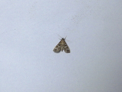 Spilomelinae