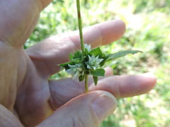 Gomphrena nitida