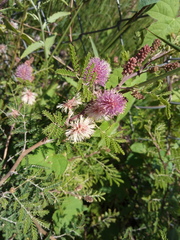 Mimosa aculeaticarpa
