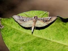 Cotachena histricalis