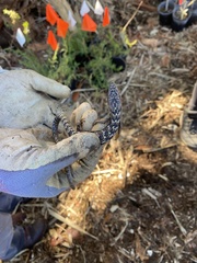Elgaria multicarinata webbii