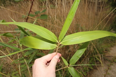 Pseudosasa japonica