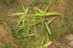 Pseudosasa japonica