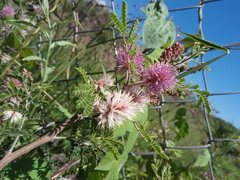 Mimosa aculeaticarpa