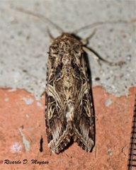 Spodoptera cosmioides