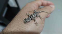 Sceloporus melanorhinus