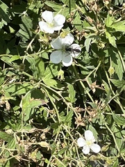 Geranium richardsonii