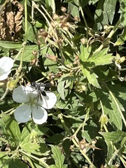 Geranium richardsonii
