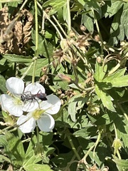Geranium richardsonii