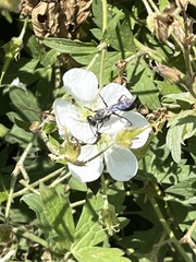 Geranium richardsonii
