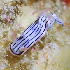 Chromodoris