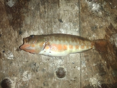 Serranus psittacinus