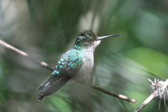 Thalurania glaucopis
