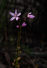Drosera marchantii
