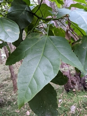 Brachychiton acerifolius