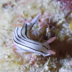 Chromodoris
