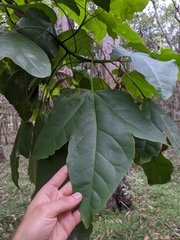 Brachychiton acerifolius