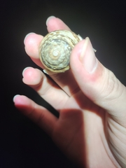 Camaenella platyodon