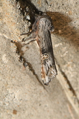 Lithomoia germana