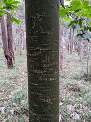 Brachychiton acerifolius