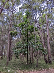 Brachychiton acerifolius