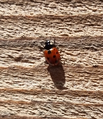 Coccinella undecimpunctata