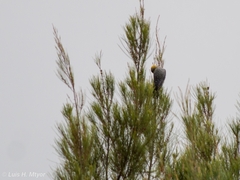 Melanerpes chrysogenys