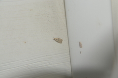 Scythropiodes issikii