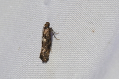 Acrolepiopsis assectella