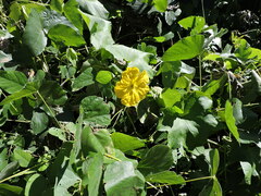 Luffa aegyptiaca
