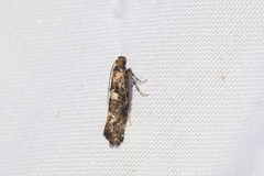 Acrolepiopsis assectella