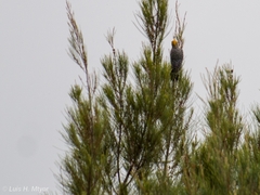 Melanerpes chrysogenys