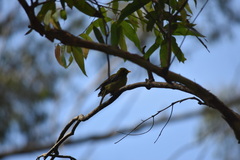 Manorina melanophrys