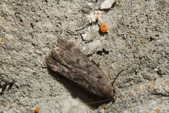Anacampsis innocuella